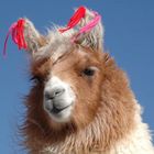 ein Tier namens Llama