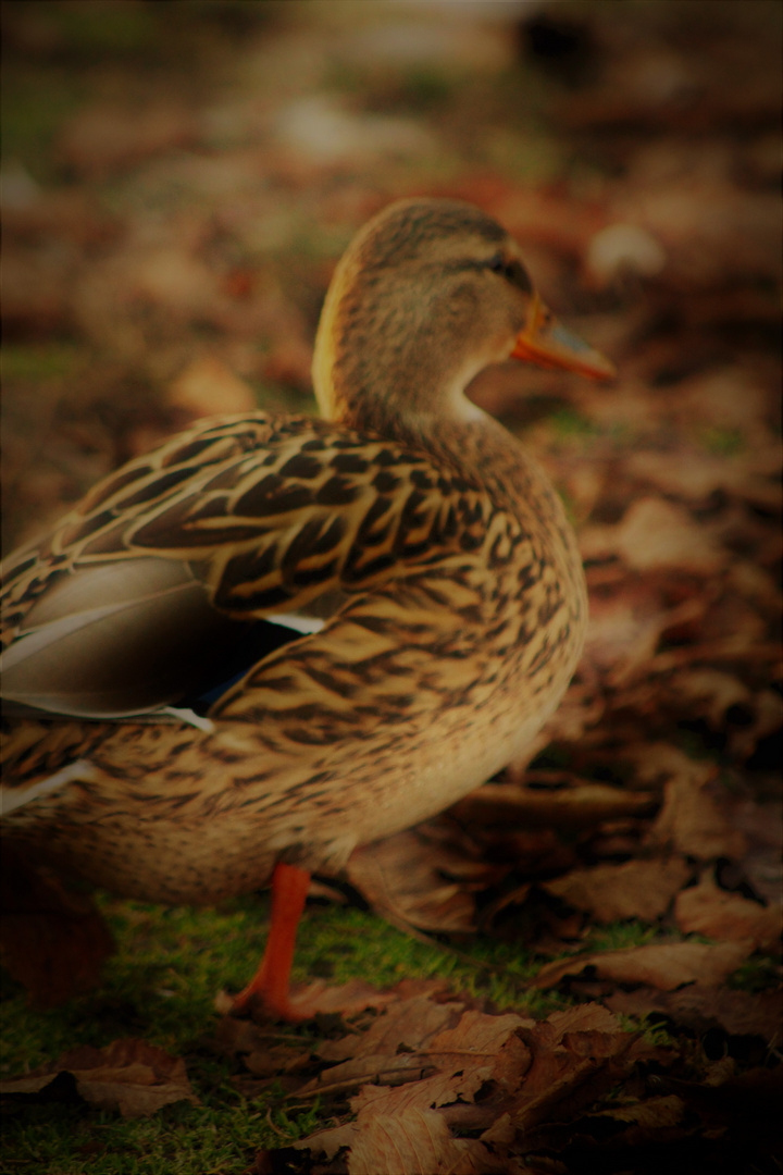 ein Tier Portrait im Herbst