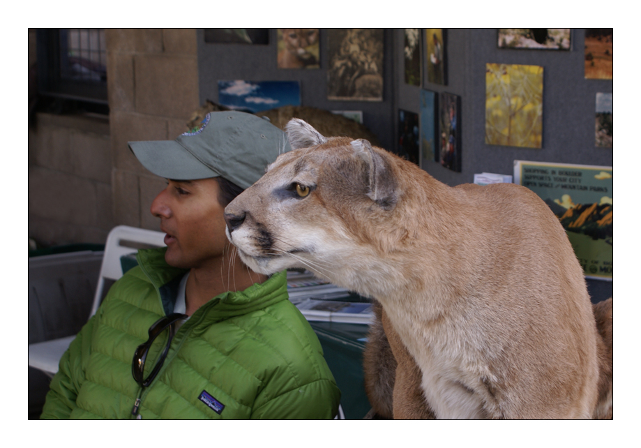 Ein Tier und so viele Namen (Cougar, Mountain Lion, Panther oder Puma)