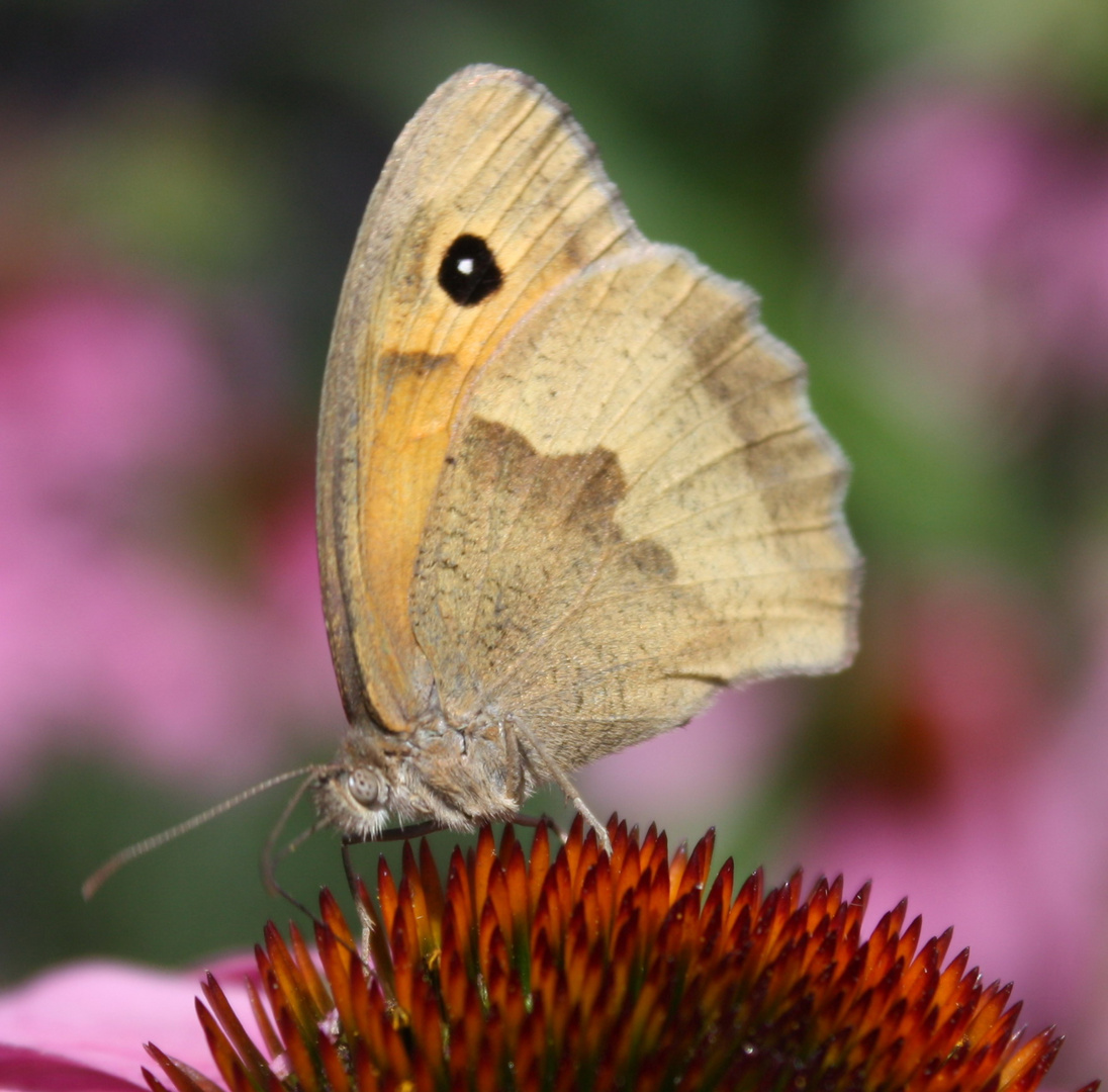 Ein Tier von Lepidoptera