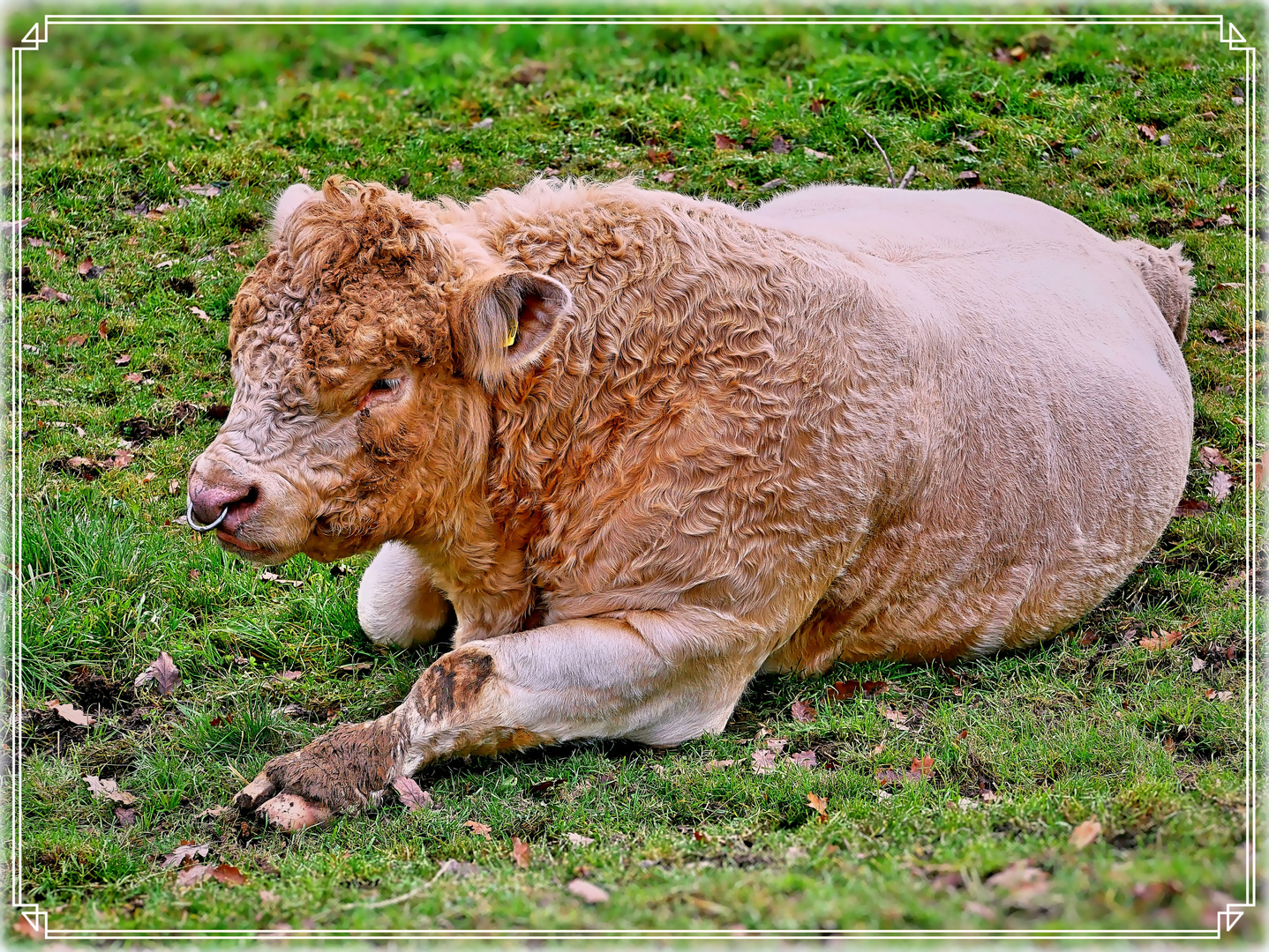 Ein tierisch cooles Piercing