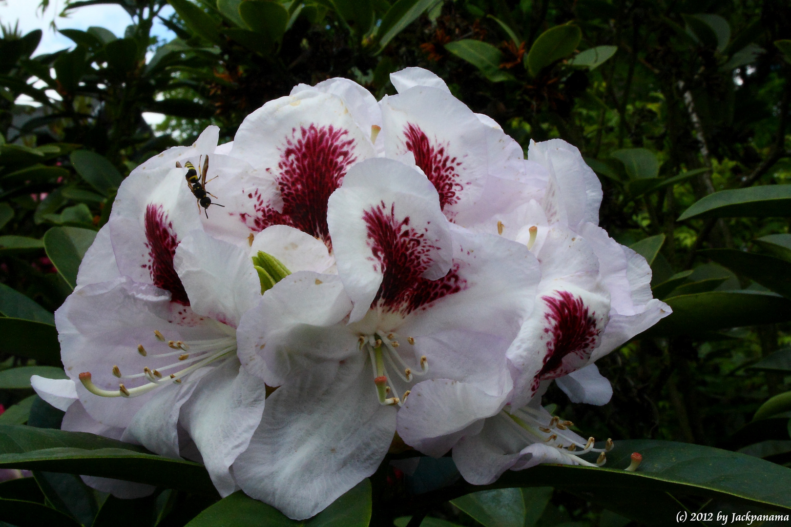 Ein "tierischer Besucher" auf dem Rhododendron