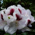 Ein "tierischer Besucher" auf dem Rhododendron