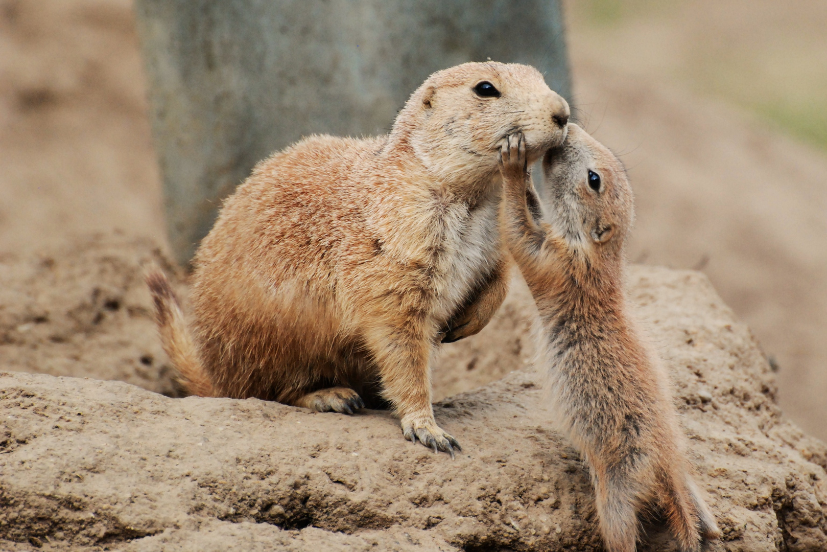 Ein tierischer Kuss