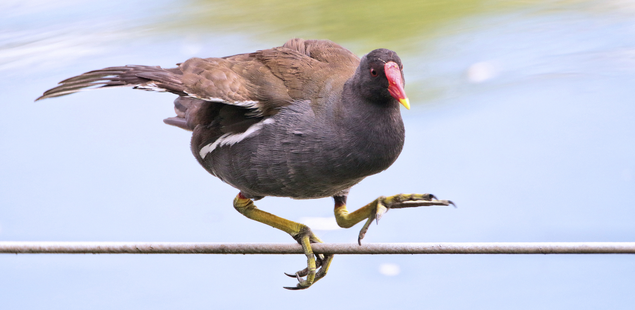 EIN TIERISCHER SEILTÄNZER