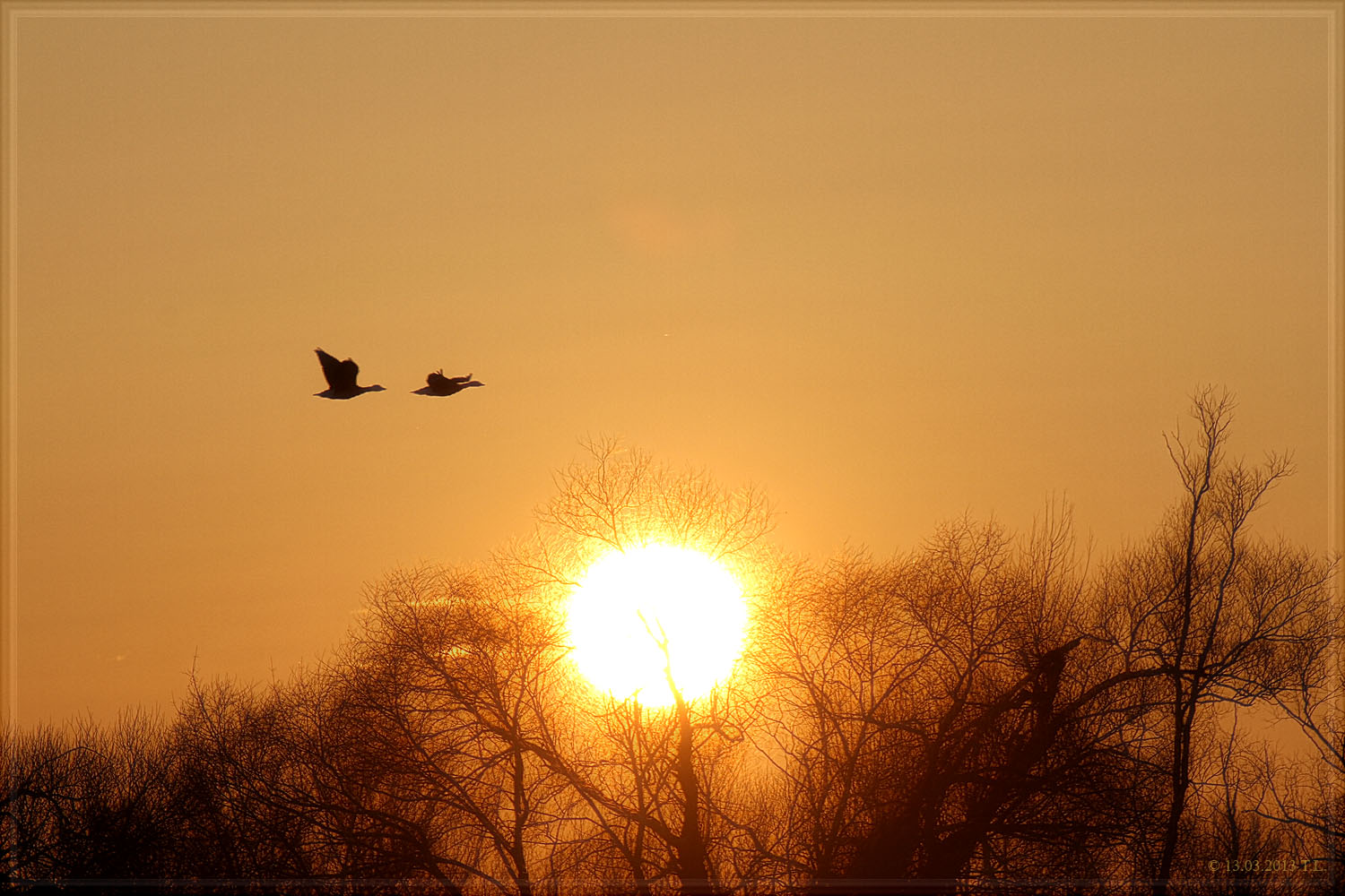 Ein tierischer Sonnenuntergang 2013