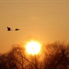 Ein tierischer Sonnenuntergang 2013