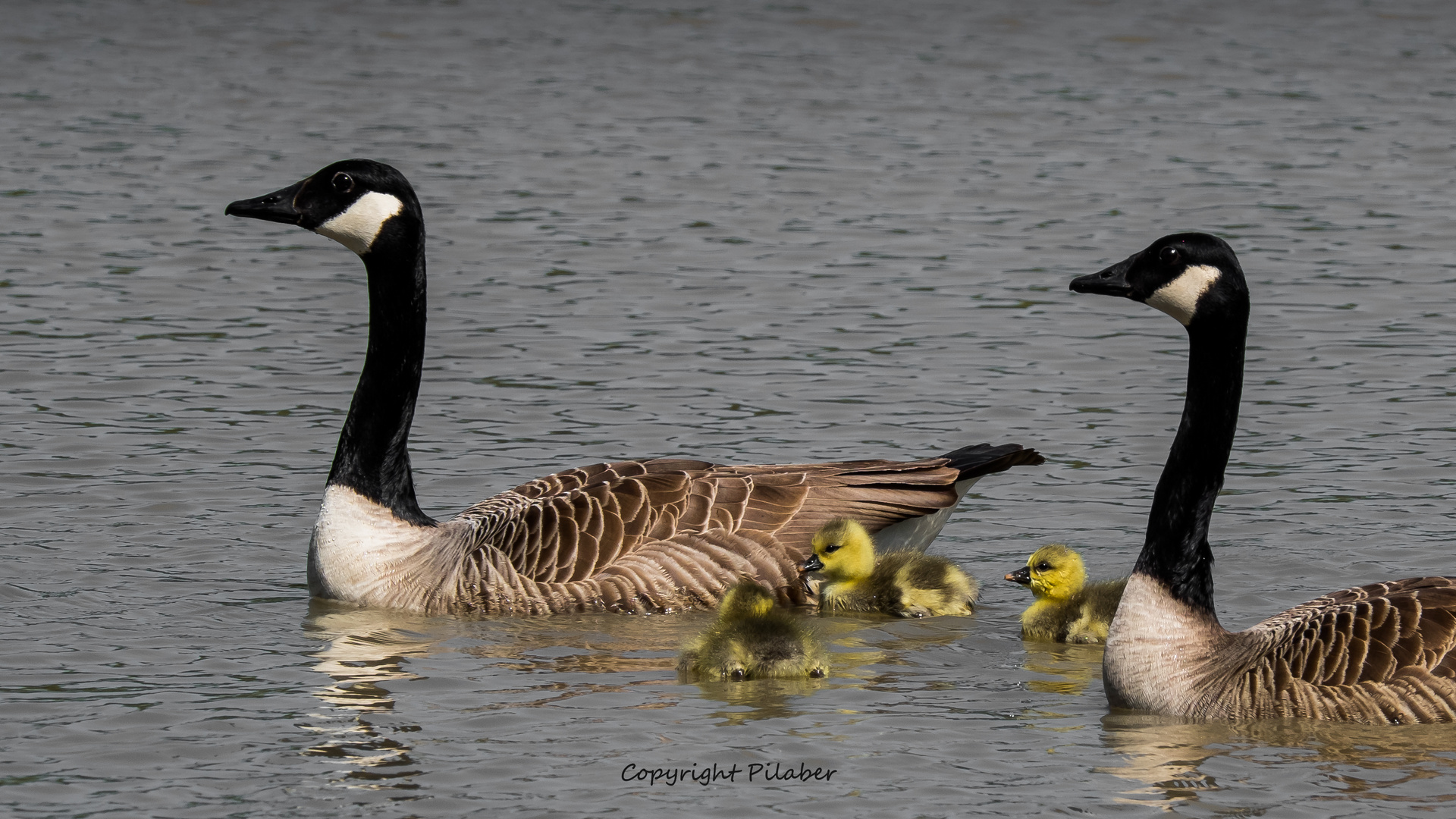 Ein Tierisches Intermezzo (3)