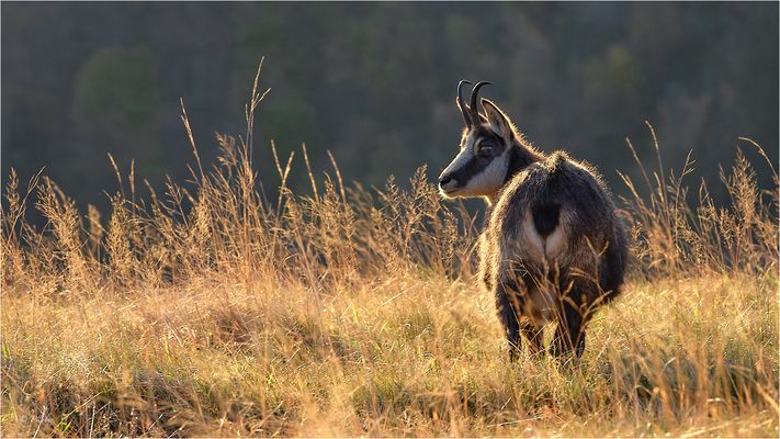 Ein Tierisches Intermezzo (55)