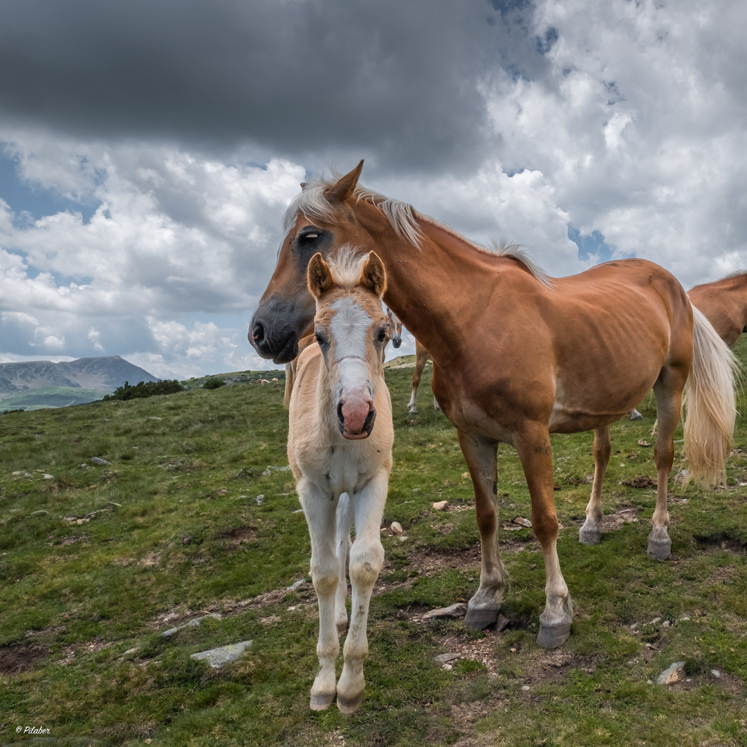 Ein Tierisches Intermezzo (6)