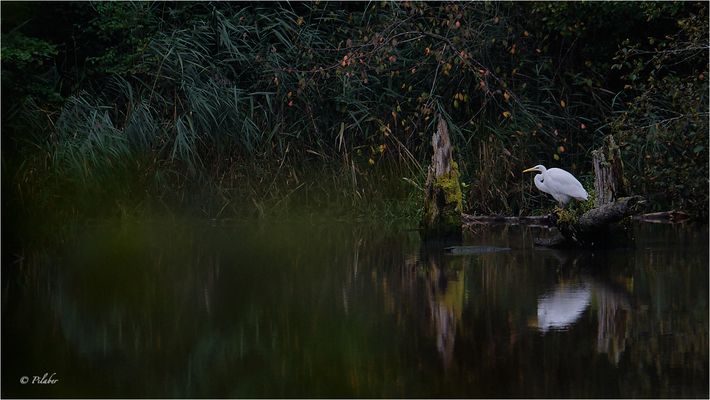 Ein Tierisches Intermezzo (85)