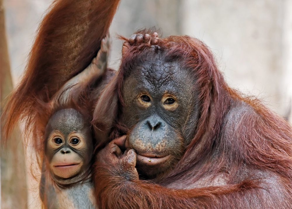 Ein tierisches Posing von Markus Peerenboom 