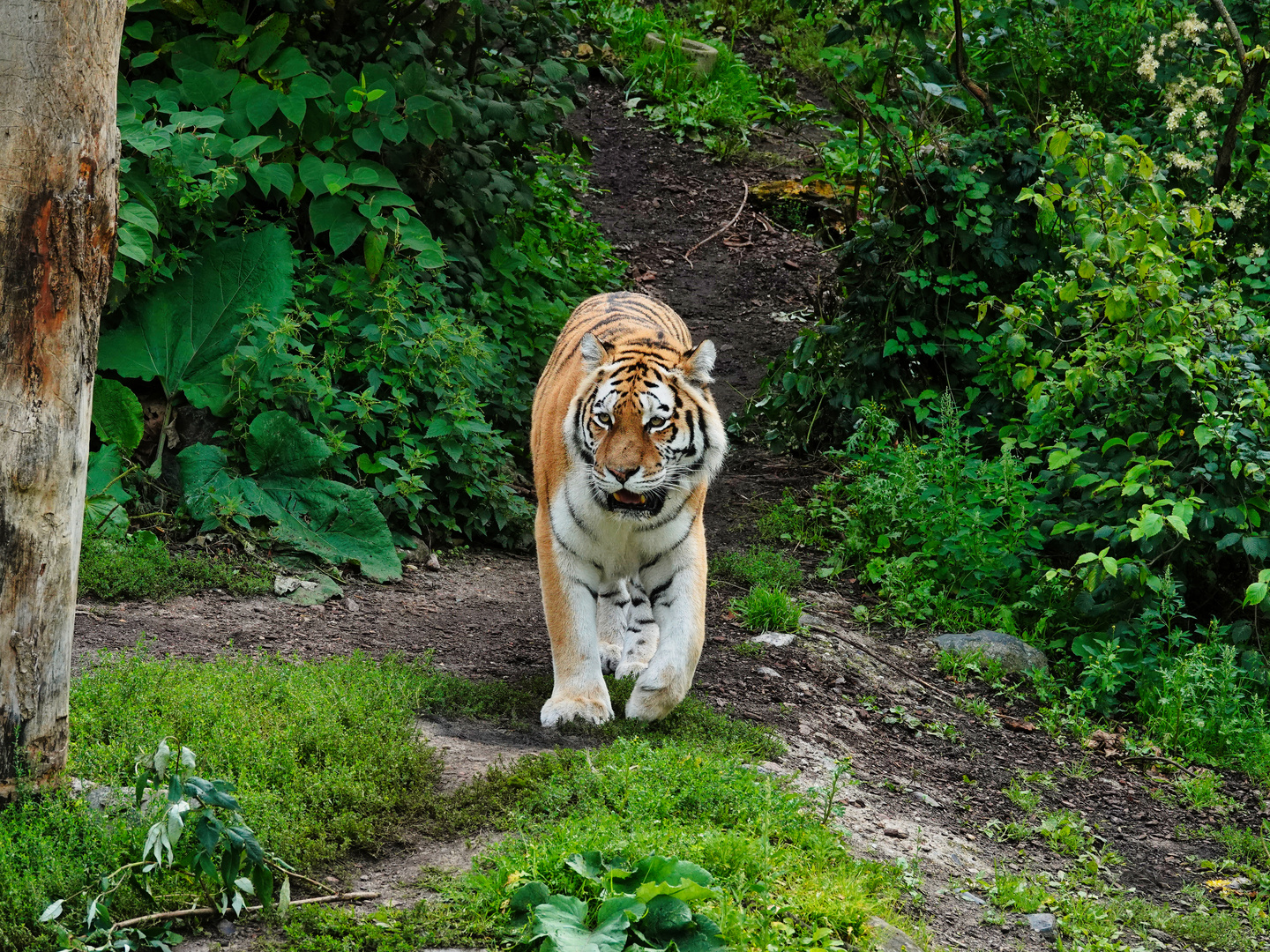 Ein Tiger 