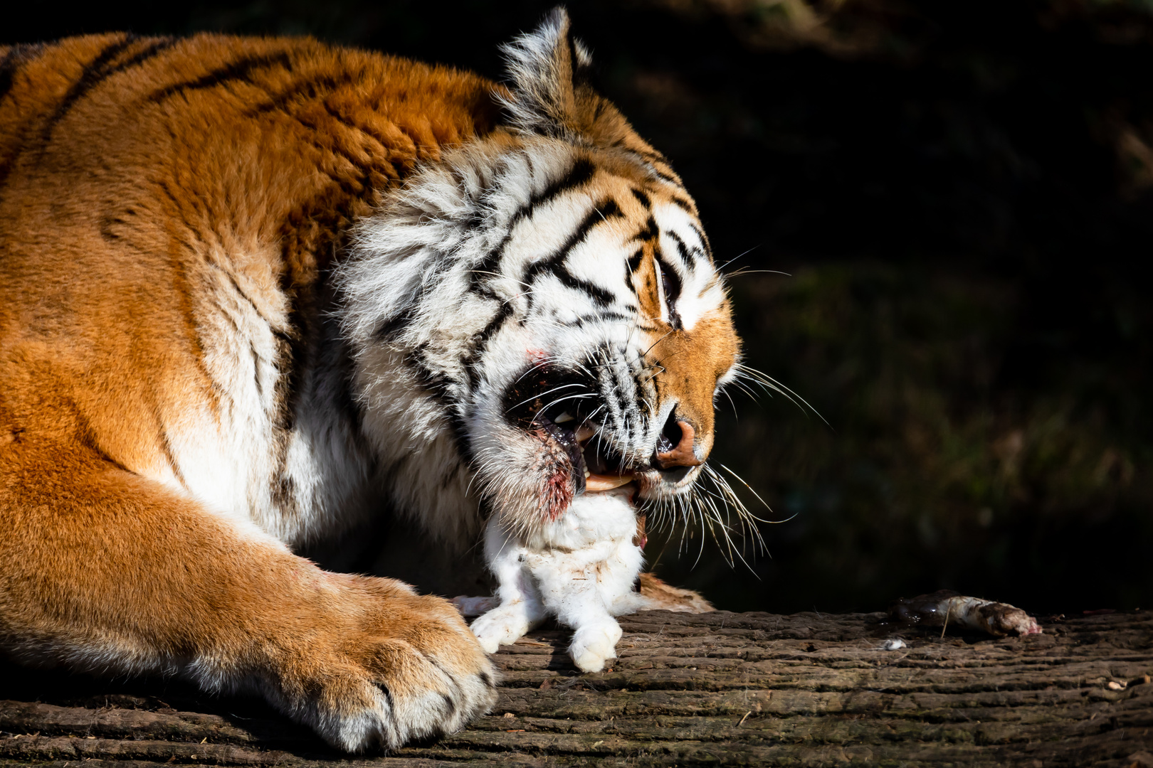 ein Tiger beim Mittagsmahl