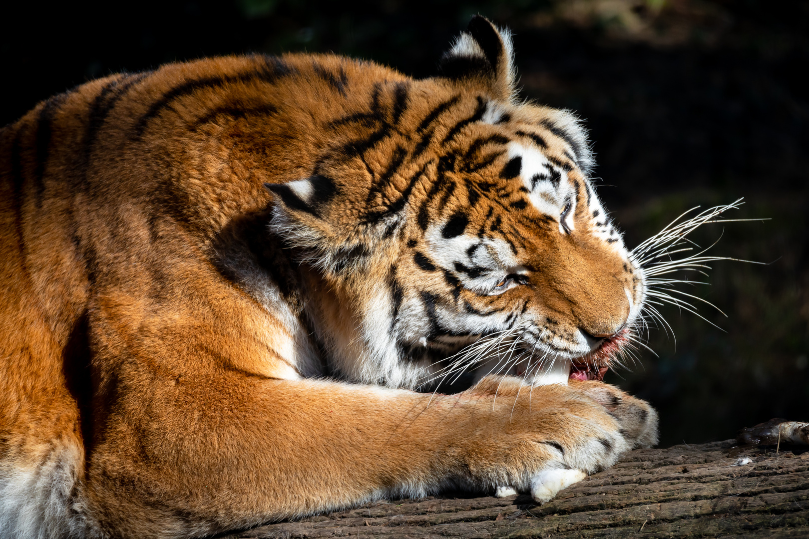 ein Tiger beim Mittagsmahl