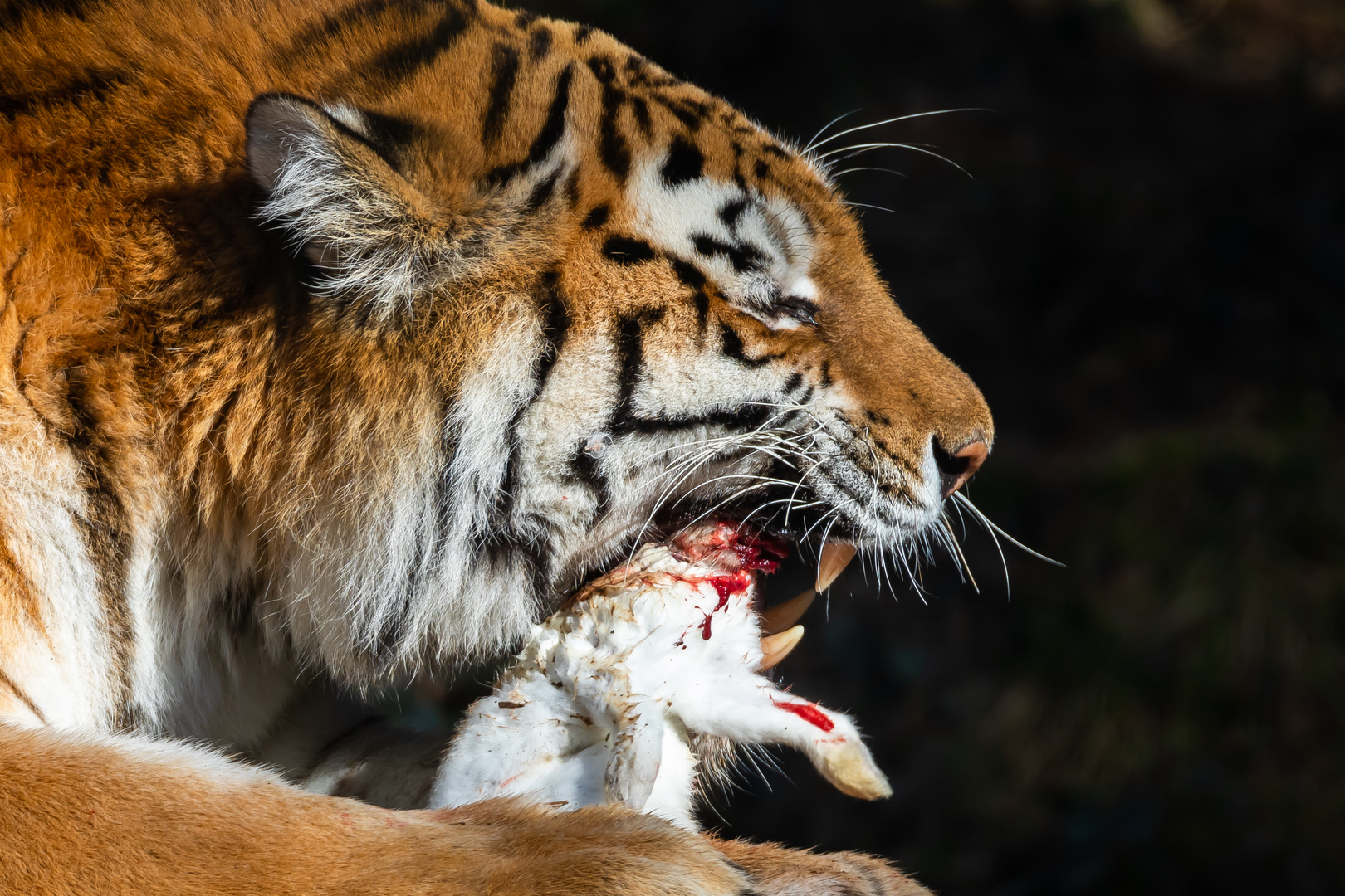 ein Tiger beim Mittagsmahl