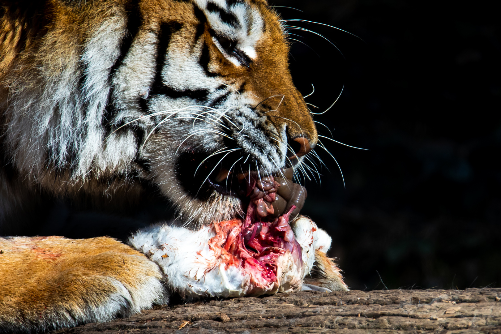 ein Tiger beim Mittagsmahl