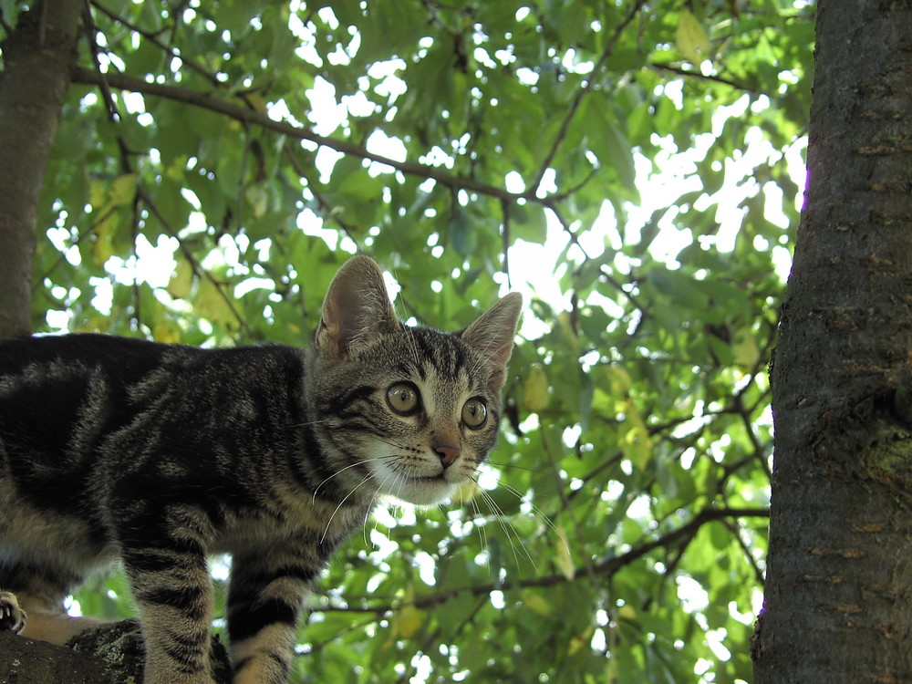 Ein Tiger im Baum