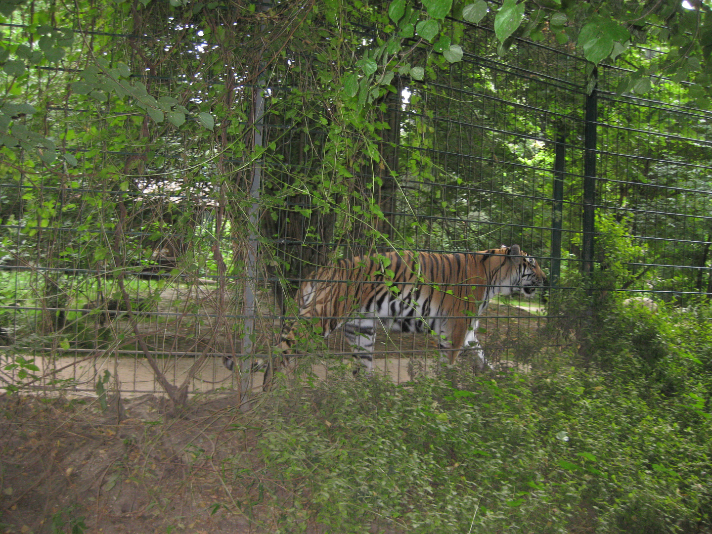 Ein Tiger im Zoo