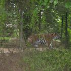 Ein Tiger im Zoo