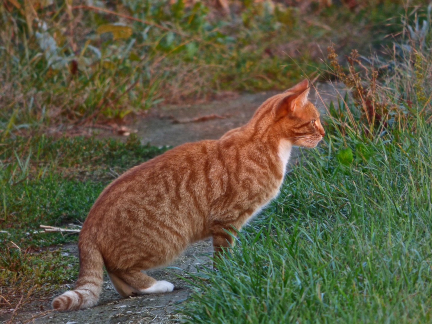 Ein Tiger in der Wildnis