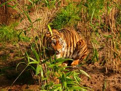 Ein Tiger ist stinkig