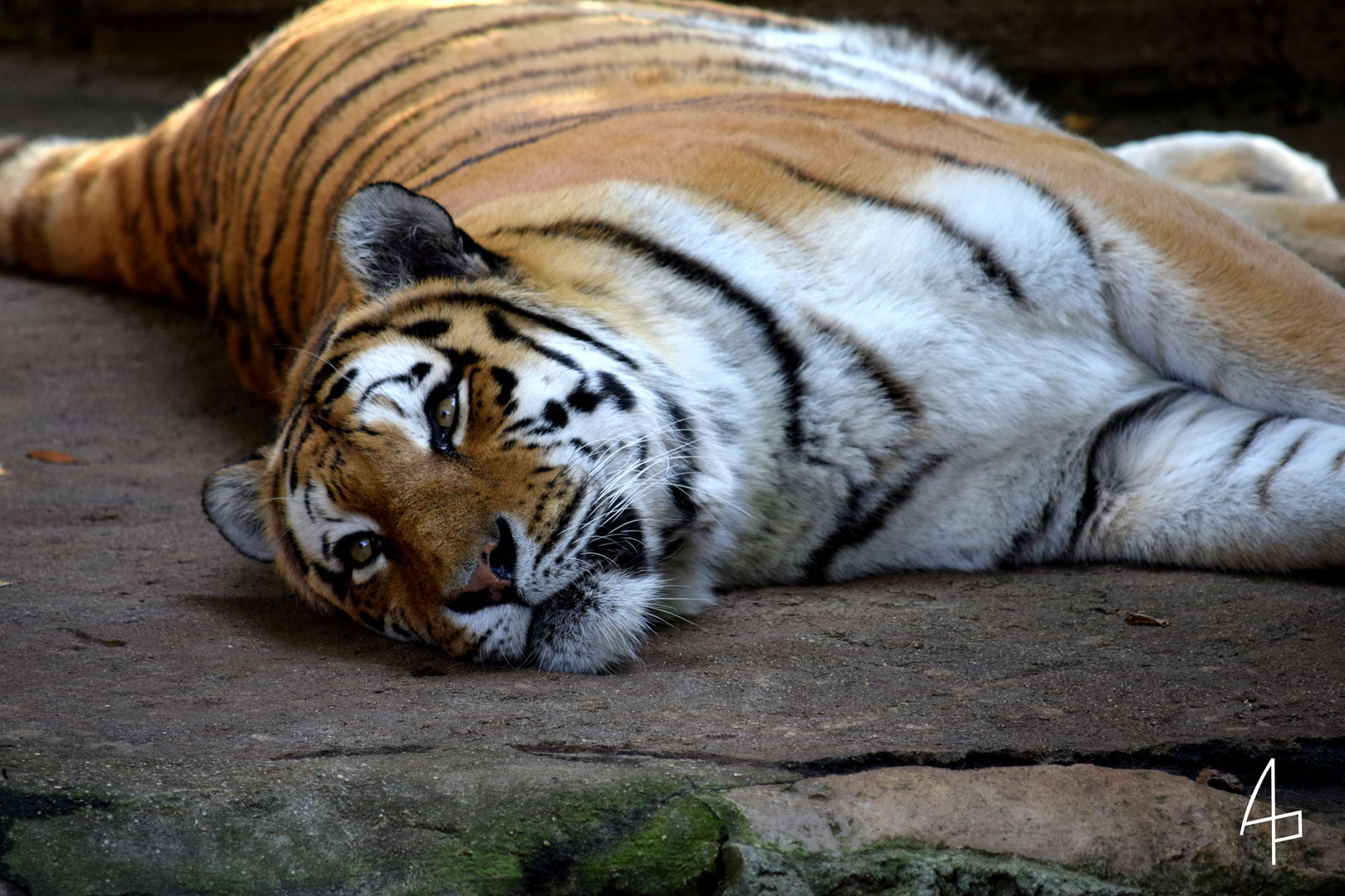 Ein Tiger schläft nie...