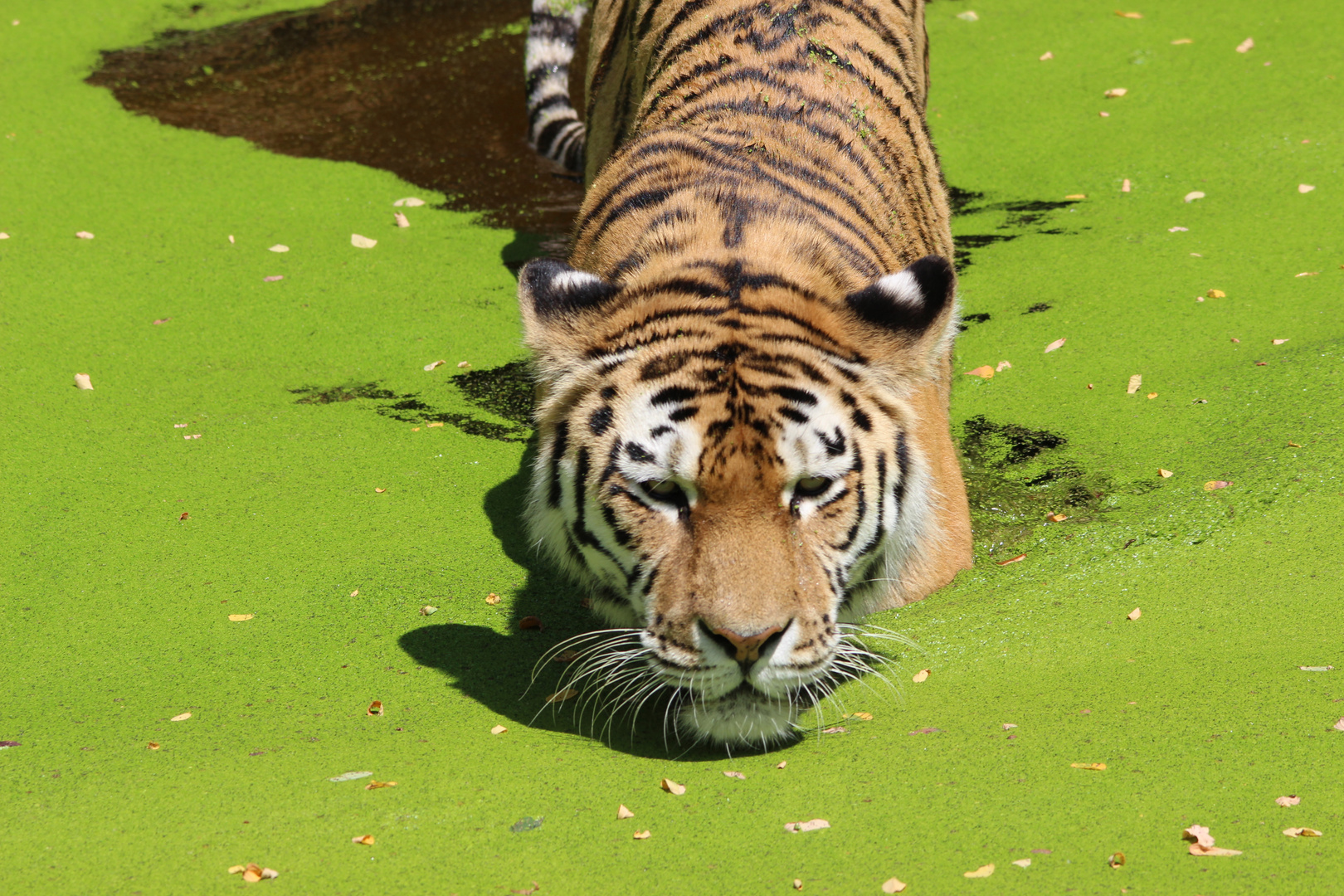 ein Tiger sucht eine Abkühlung