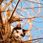 ein tigerchen auf dem baum