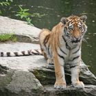 ein Tigerkater hat die Fische im Visier