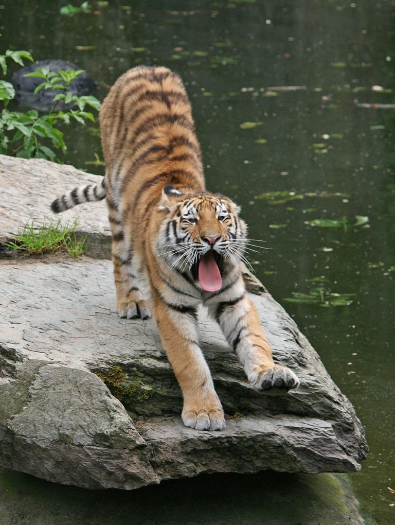 ein Tigerkater hat die Fische im Visier...und das macht müde (Bild 2)