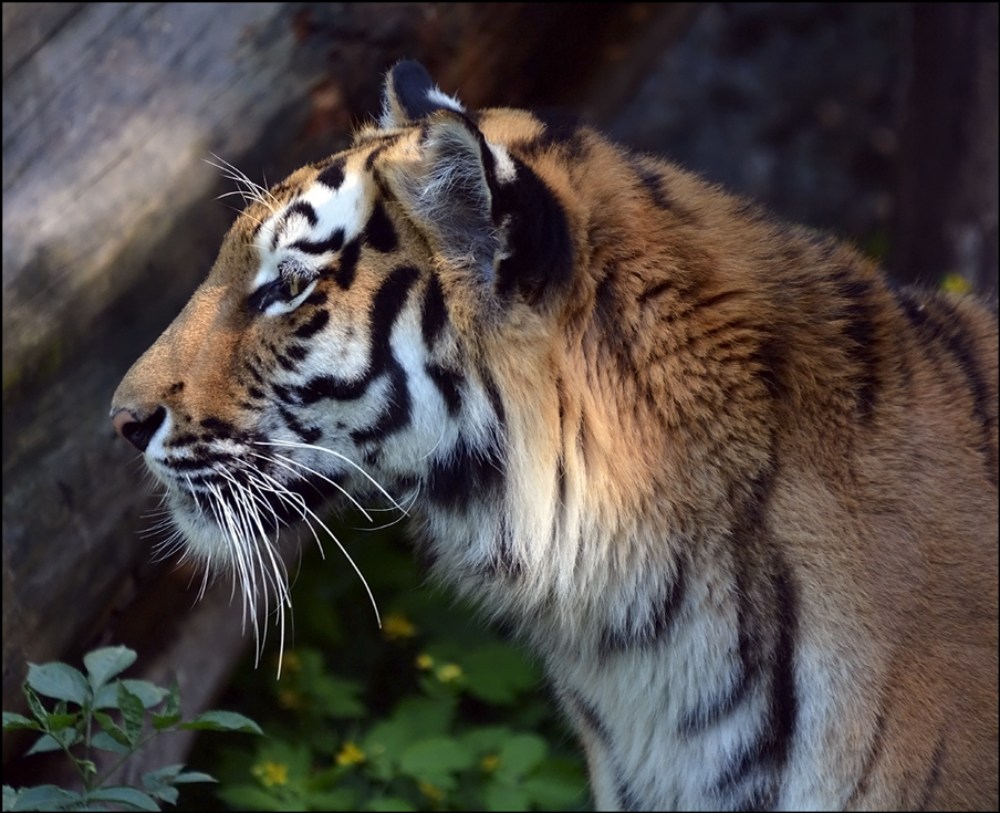 Ein Tigerprofil