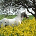 Ein Tinker genießt den Frühling