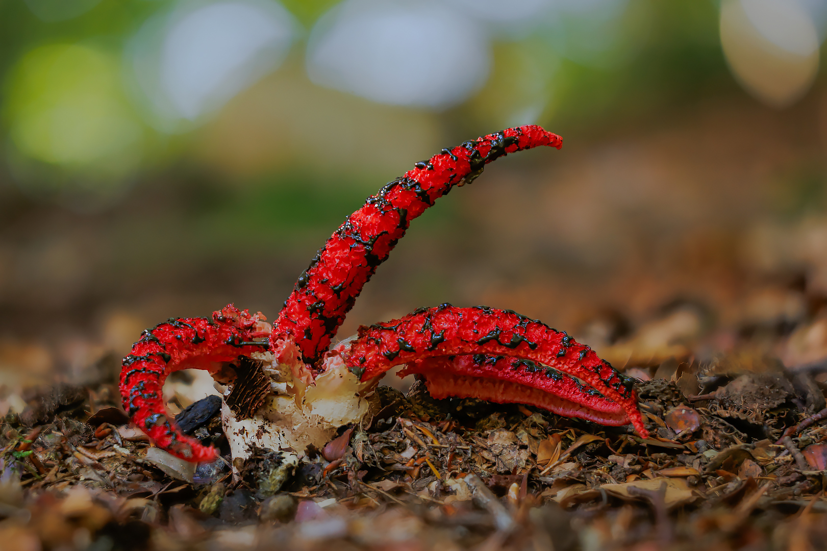 Ein Tintenfischpilz ( Clathrus archeri )