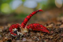 Ein Tintenfischpilz ( Clathrus archeri )