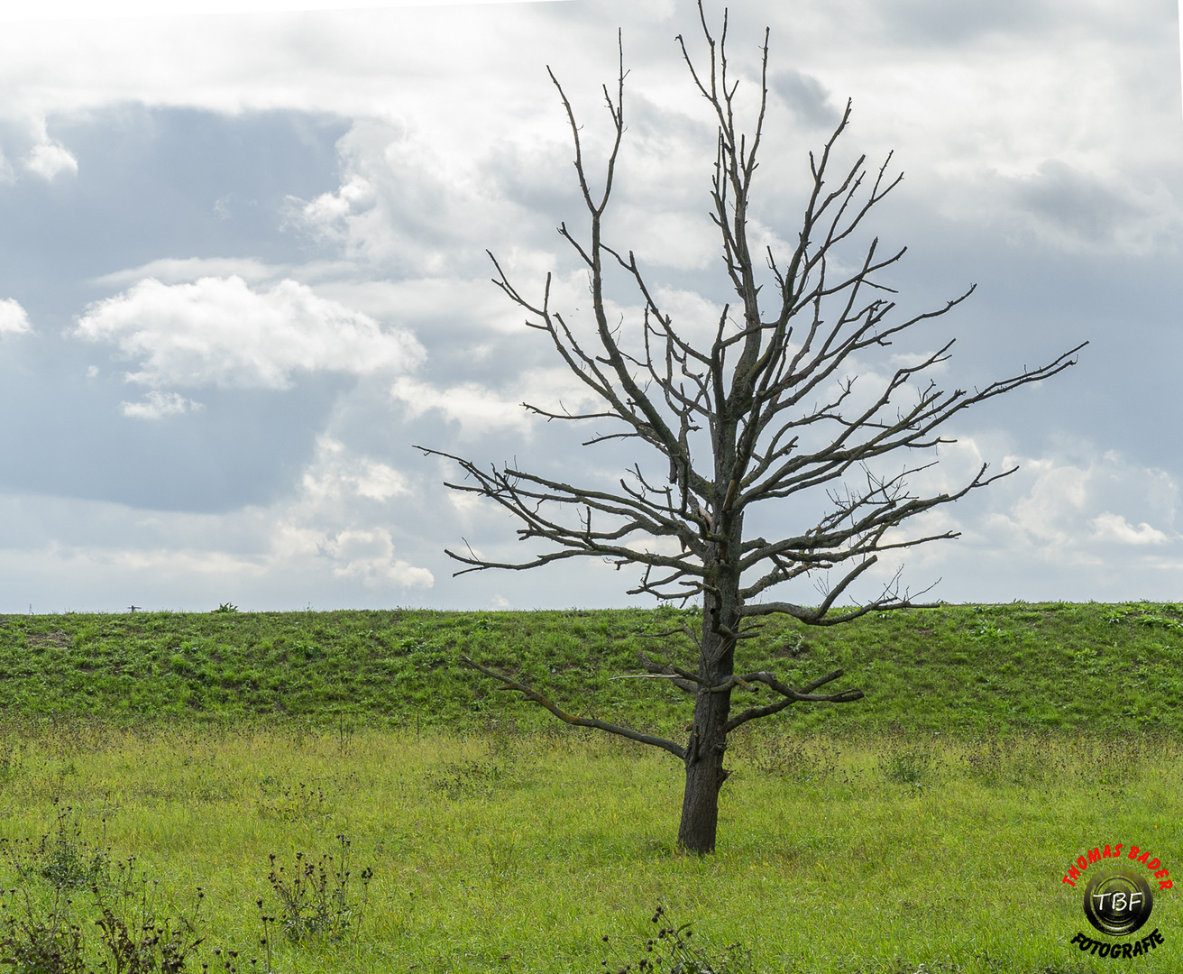 Ein " Toder Baum " auf einer ...