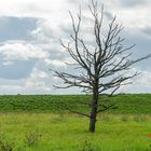 Ein " Toder Baum " auf einer ...