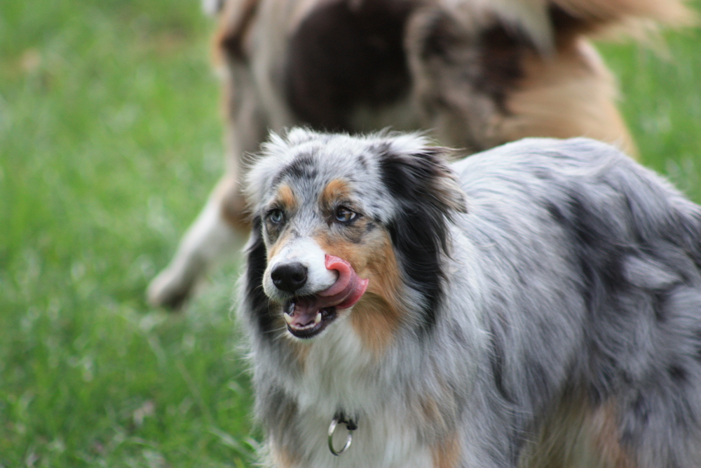 Ein toller Aussie