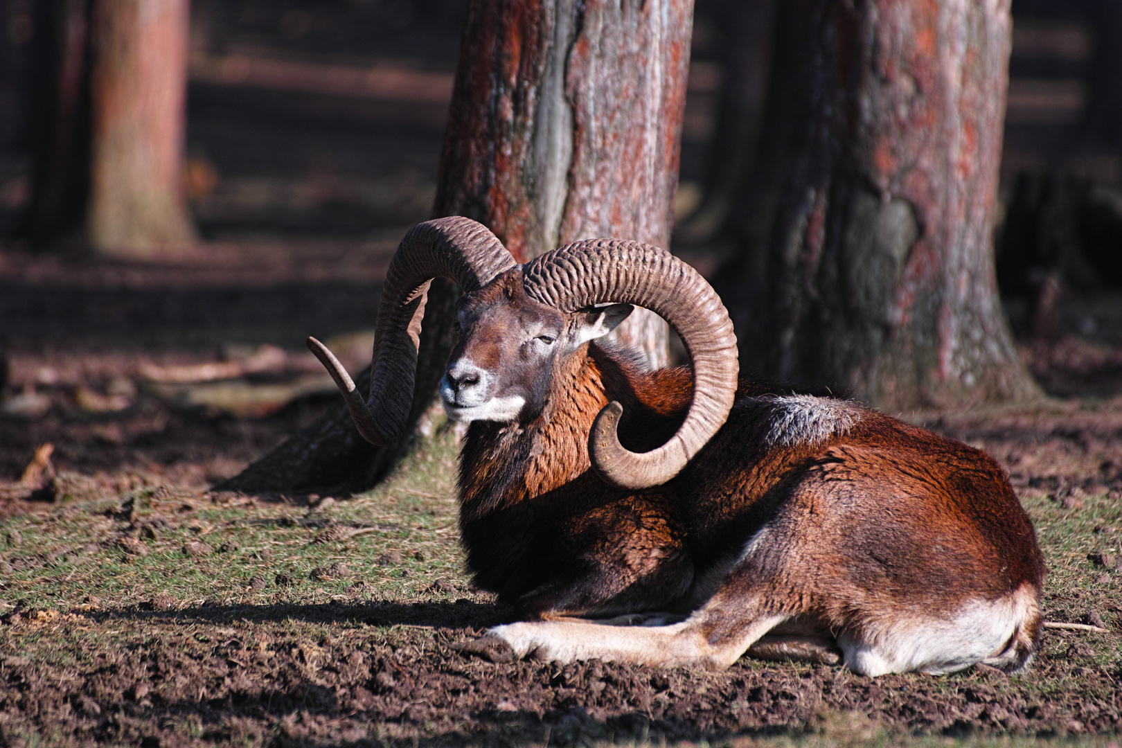 Ein toller Bock