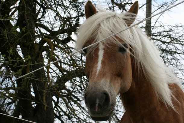 Ein toller Haflinger...