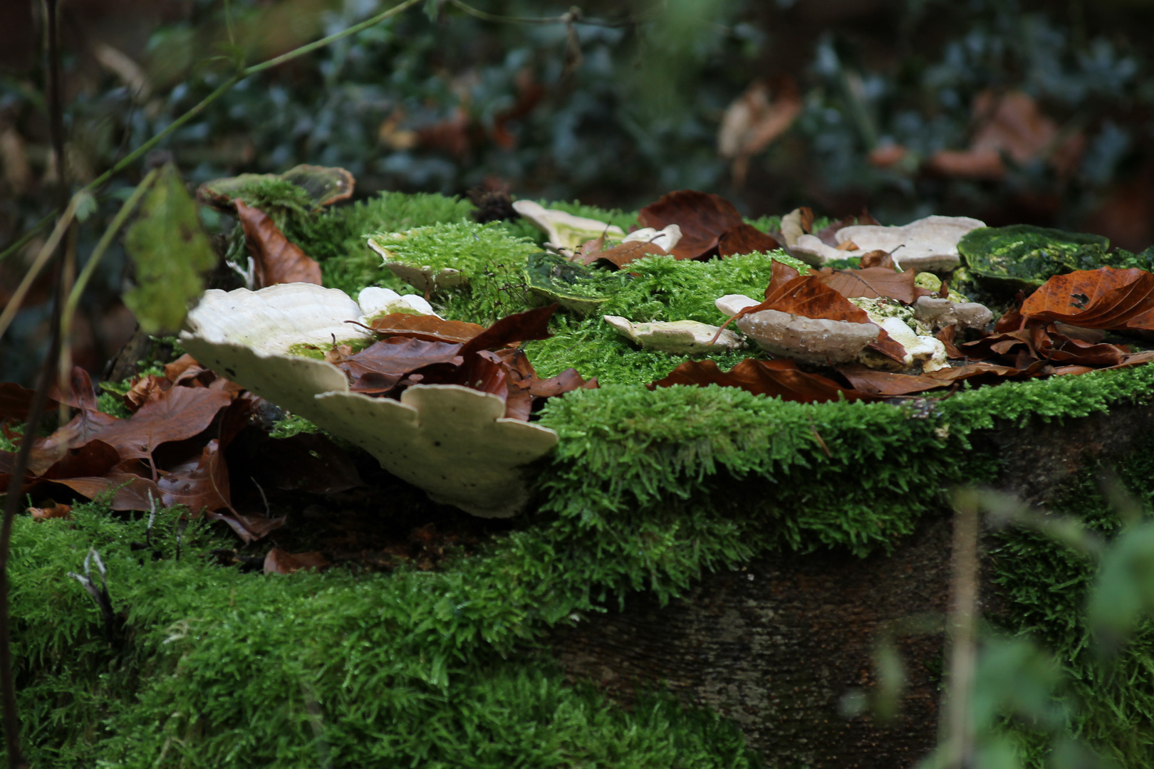 Ein toller Herbsttag !!