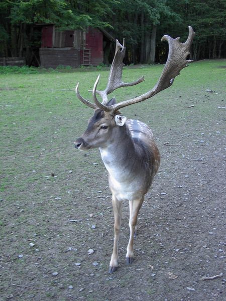 Ein toller Hirsch