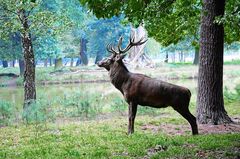 Ein toller Hirsch