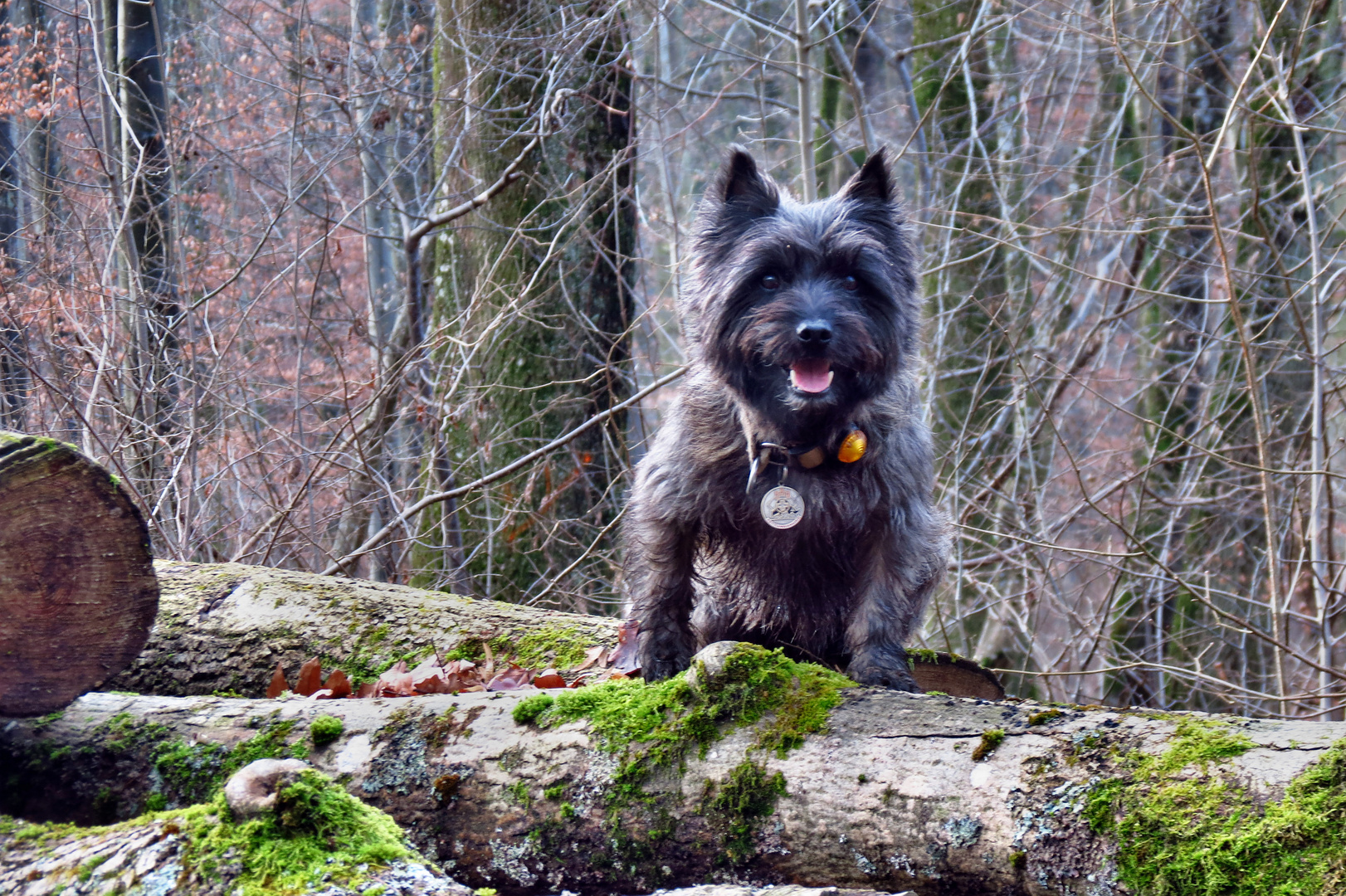 hund toller