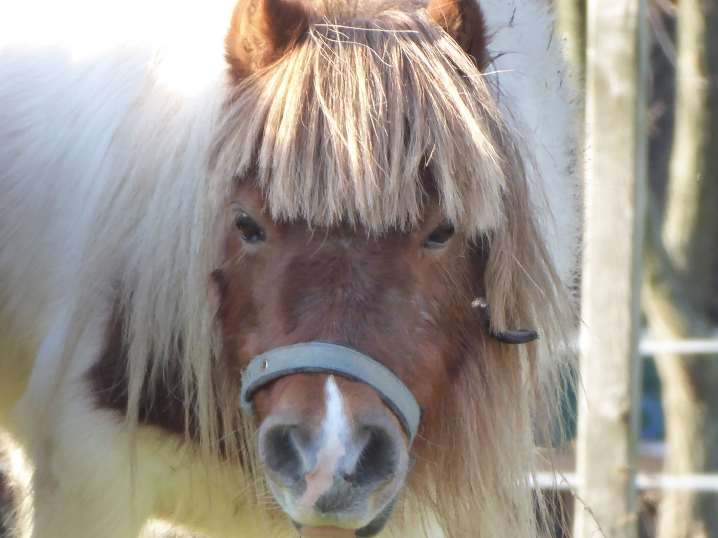 ein toller Pony für das Pony