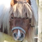 ein toller Pony für das Pony