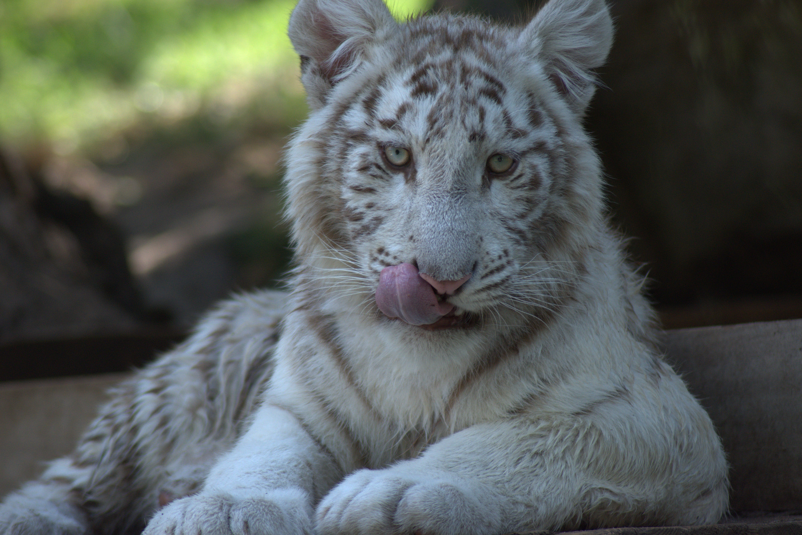 Ein toller Tag im Zoo