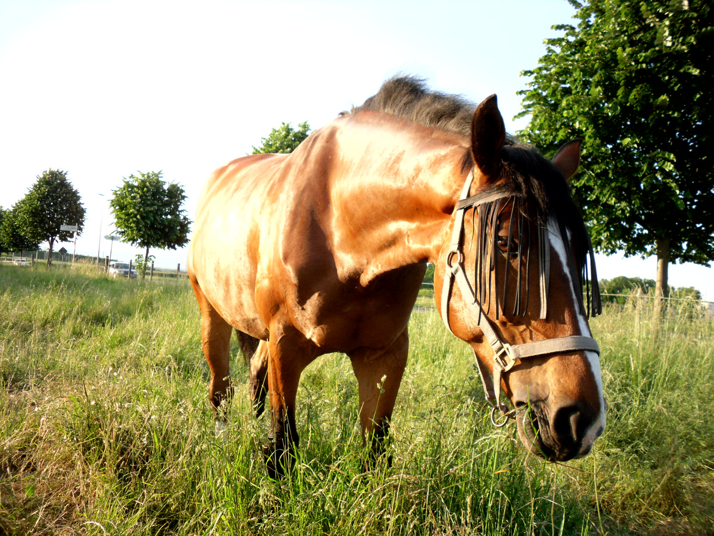 Ein tolles Pferd.Auf der Koppel.