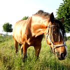 Ein tolles Pferd.Auf der Koppel.