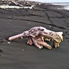 Ein "tolles" Stück Treibholz am Strand von Wanganui